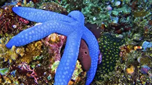 Starfishes Prints: Blue Sea Star, Unckia laaevigata