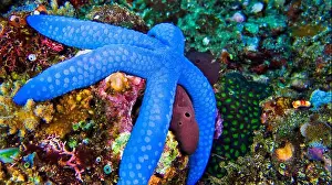 Sea Star Prints: Blue Sea Star, Unckia laaevigata
