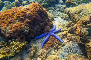 Sea Star Prints: Blue seastar Linkia laevigata clings to a diverse coral reef