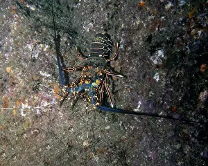 Baja California Prints: A Blue Spiny Lobster (Panulirus inflatus) in Cabo San Lucas, BCS, Mexico