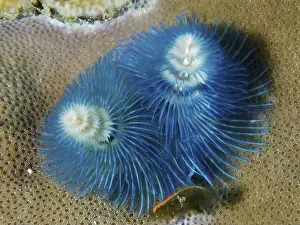 Sea Animal Prints: Two blue spiral worm forms, Indo-Pacific Christmas tree worm (Spirobranchus corniculatus)