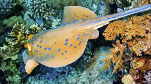 Water Animals Prints: Blue Spotted Ribbontail Ray, Taeniura lymma, Coral Reef, Red Sea, Egypt, Africa
