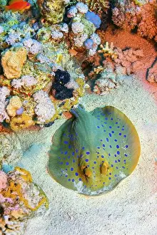 Underwater Worlds Prints: Blue Spotted Ribbontail Ray, Taeniura lymma, Coral Reef, Red Sea, Egypt, Africa