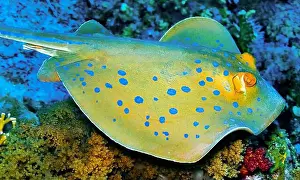 Biosphere Prints: Blue Spotted Ribbontail Ray, Taeniura lymma, Coral Reef, Red Sea, Egypt, Africa