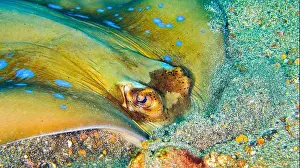 Animal Colour Prints: Blue-spotted Ribbontail Ray, Taeniura lymna