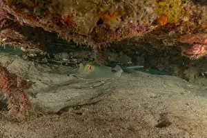 Stingray Prints: Blue-spotted stingray On the seabed in the Red Sea Eilat, Israel