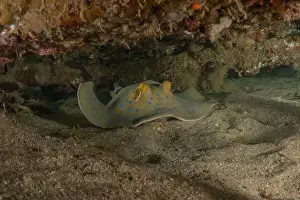 Stingray Prints: Blue-spotted stingray On the seabed in the Red Sea Eilat, Israel