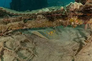 Stingray Prints: Blue-spotted stingray On the seabed in the Red Sea Eilat, Israel