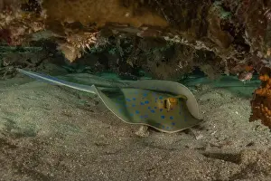 Stingray Prints: Blue-spotted stingray On the seabed in the Red Sea Eilat, Israel