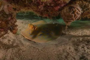 Stingray Prints: Blue-spotted stingray On the seabed in the Red Sea Eilat, Israel
