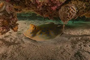 Stingray Prints: Blue-spotted stingray On the seabed in the Red Sea Eilat, Israel