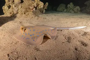 Stingray Prints: Blue-spotted stingray On the seabed in the Red Sea Eilat, Israel