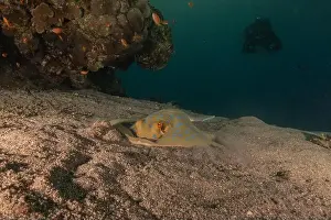 Stingray Prints: Blue-spotted stingray On the seabed in the Red Sea Eilat, Israel
