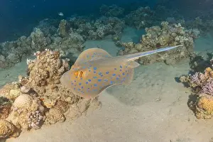 Stingray Prints: Blue-spotted stingray On the seabed in the Red Sea Eilat, Israel