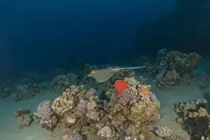 Stingray Prints: Blue-spotted stingray On the seabed in the Red Sea Eilat, Israel