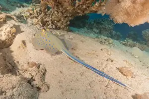 Stingray Prints: Blue-spotted stingray On the seabed in the Red Sea Eilat, Israel