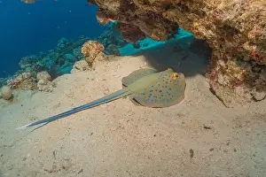 Stingray Prints: Blue-spotted stingray On the seabed in the Red Sea Eilat, Israel
