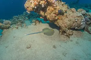 Stingray Prints: Blue-spotted stingray On the seabed in the Red Sea Eilat, Israel