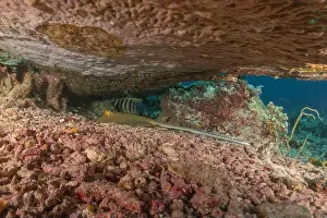 Stingray Prints: Blue-spotted stingray On the seabed at the Tubbataha Reefs National Park Philippines