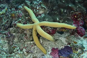 Starfishes Prints: A blue starfish (blue Linckia laevigata)