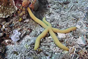 Sea Stars Prints: Blue starfish (blue Linckia laevigata)