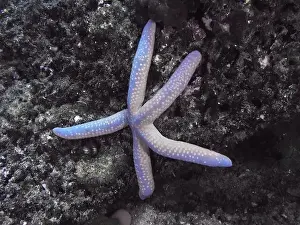 Sea Stars Prints: Blue starfish (blue Linckia laevigata)