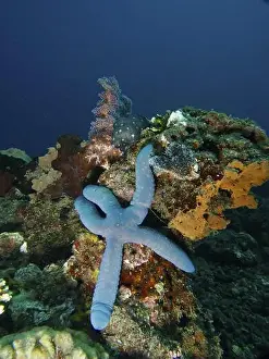 Starfishes Prints: Blue starfish (blue Linckia laevigata) on a colourful coral reef in the blue sea