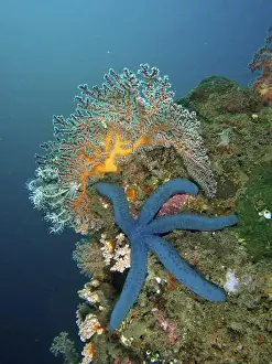 Sea Stars Prints: Blue starfish (blue Linckia laevigata) on colourful coral reef under water