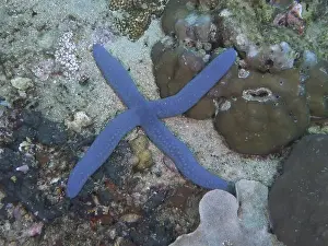 Starfishes Prints: Blue starfish (blue Linckia laevigata) on coral reef