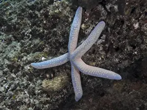 Starfishes Prints: Blue starfish (blue Linckia laevigata) on rocky ground in the sea