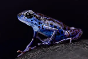 Oophaga Prints: Blue strawberry dart frog, Oophaga pumilio Rio Colubre