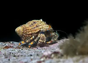 Atlantic Sea Prints: A Blue-striped hermit crab (Pagurus liochele) in it's shell underwater walking on a rock with black background