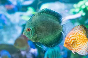 Aquarium Fish Prints: Blue Symphysodon (known as discus or discus fish) swimming in aquarium