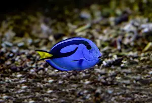 Hippopotamus Prints: Blue Tang, Blue Hippo Tang or Palete Surgeonfish (Paracanthurus hepatus)