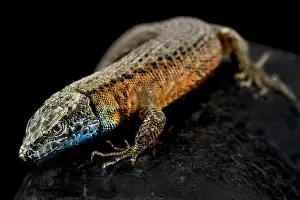 Male Animal Prints: Blue-throated keeled lizard (Algyroides nigropunctatus) male