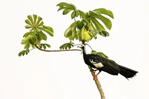 Wetlands Prints: Blue-throated piping Guan perched on a tiny tree with leaves