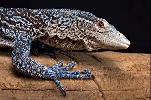 Island Endemic Prints: The Blue tree monitor (Varanus macraei) is endemic to the island of Batanta in Indonesia