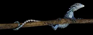 Lizard Prints: The Blue Tree Monitor (Varanus macraei) is a highly intelligent