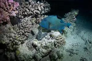 Triggerfish Prints: Blue triggerfish in Red Sea near Marsa Alam, Egypt