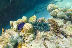 Clam Prints: Many blue, turquoise and brown colorful tridacna clams