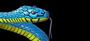 Viper Prints: Blue Viper Trimeresurus Insularis Snake with Dew Water Drops extreme closeup on a black background