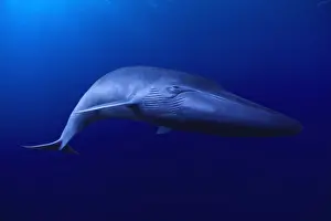 Digitally Prints: BLUE WHALE Balaenoptera musculus