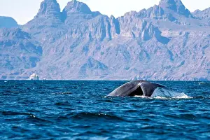 Baja Prints: A blue whale in loreto bay baja california sur