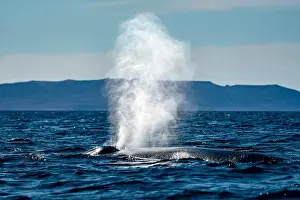 Baja Prints: A blue whale in loreto bay baja california sur
