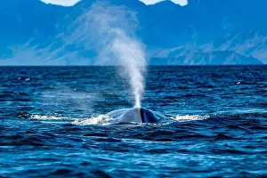 Baja Prints: A blue whale in loreto bay baja california sur