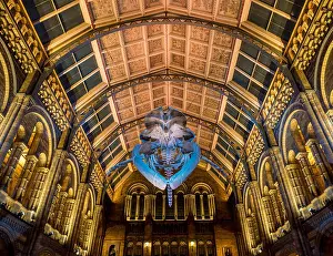 Natural History Museum Prints: Blue whale skeleton named Hope