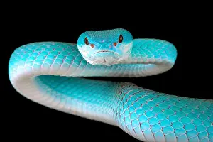 Sundae Prints: Blue white-lipped island pitviper (Trimeresurus albolabris insularis)