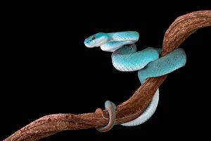 Sundae Prints: Blue white-lipped island pitviper (Trimeresurus albolabris insularis)