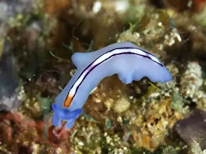 In The Water Prints: Blue and white racing stripe whirlpool worm (Pseudoceros bifurcus) on coral substrate in the water