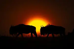 Silhouetted Prints: Two blue wildebeest walks silhouetted on horizon